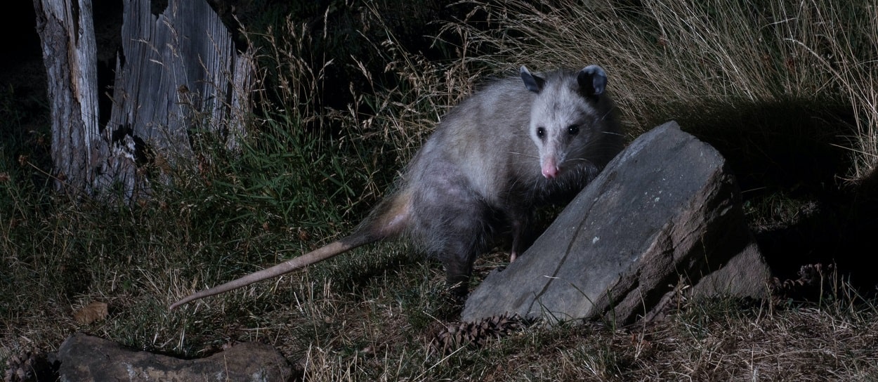 Opossum Under Your House, Deck, or Shed