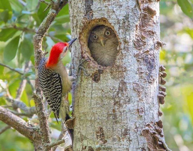 owl in tree cavity from woodpecker