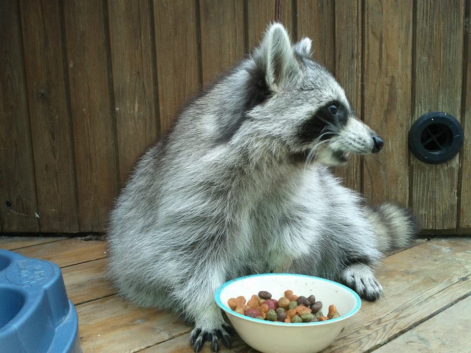 raccoon eating pet food