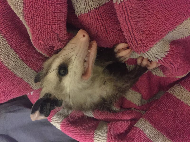 Image of Caught Opossum