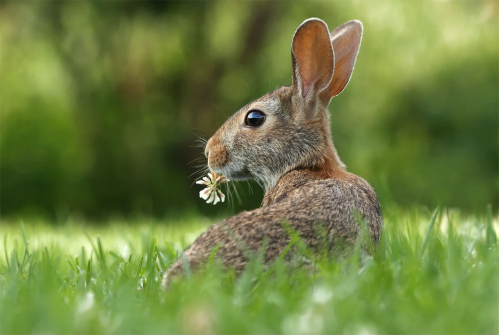 rabbit-Gary-Bendig