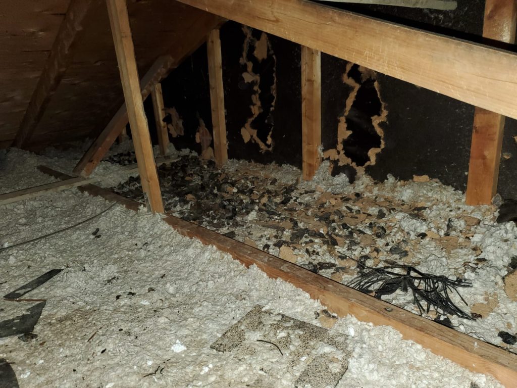 raccoon damage to insulation