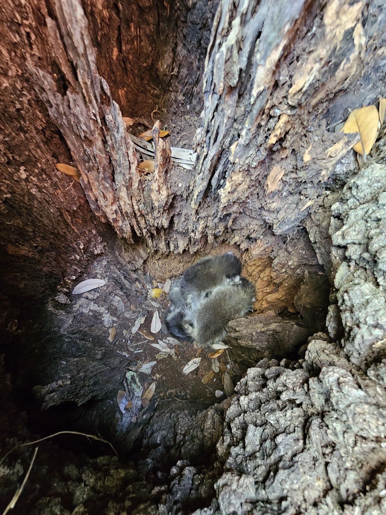 Raccoon Control in New Orleans - Critter Control