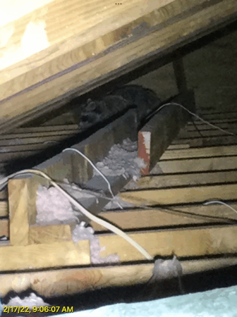 raccoon in attic ft worth