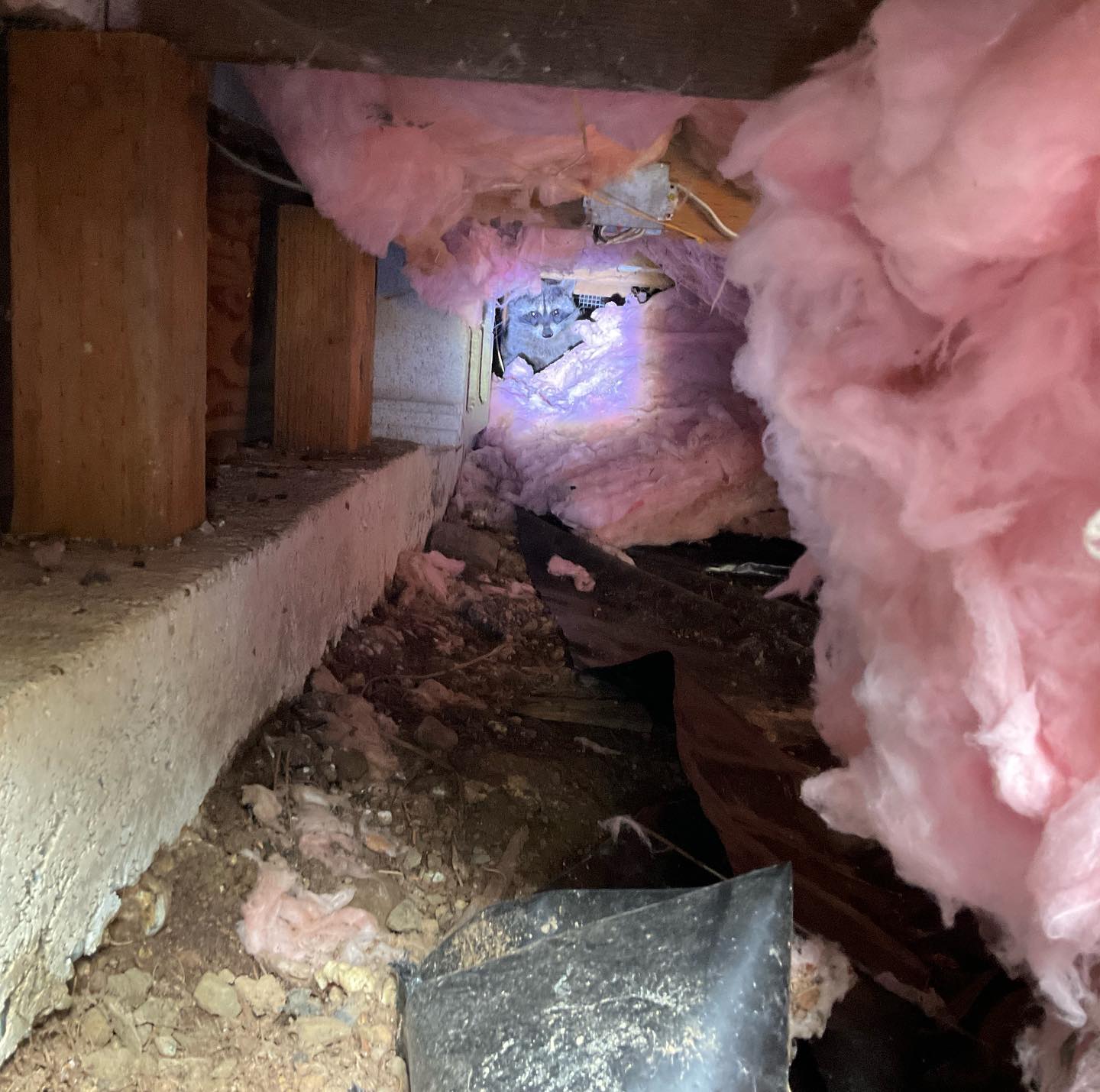 A crawlspace with a raccoon sitting on damaged insulation
