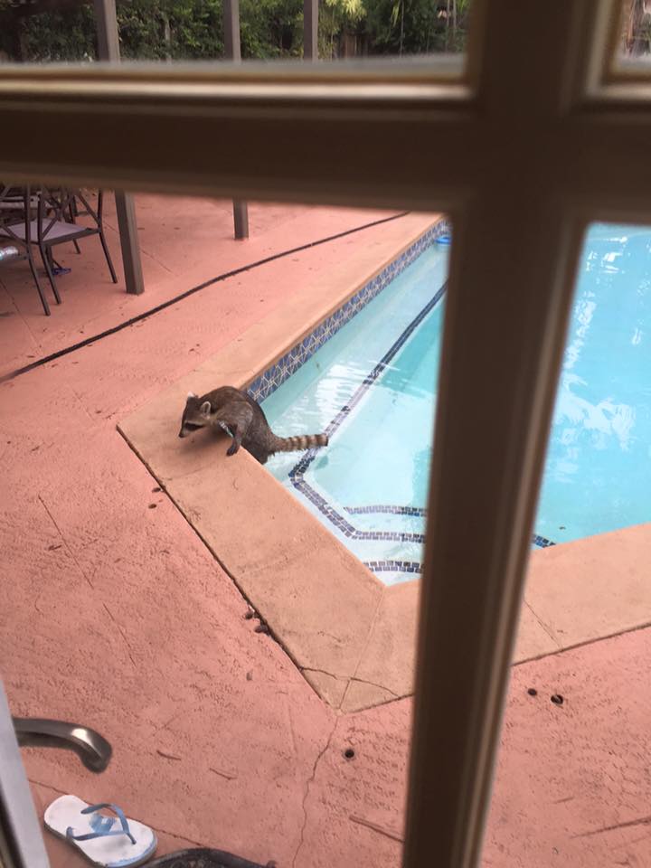 raccoon getting out of pool in Miami
