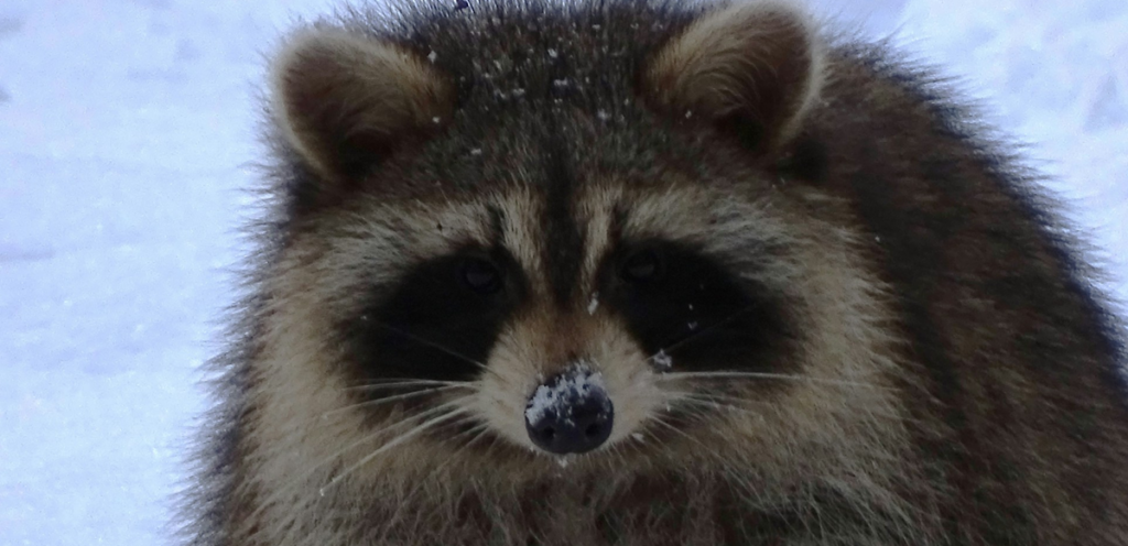 raccoon in the snow not hiberanting