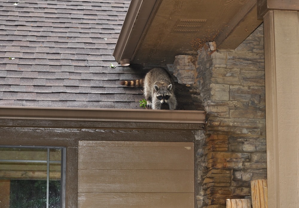 raccoon on roof from Critter Control DFW