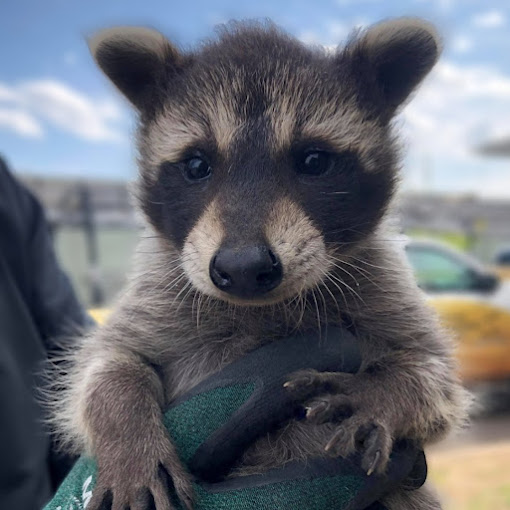 raccoon removal in San Antonio