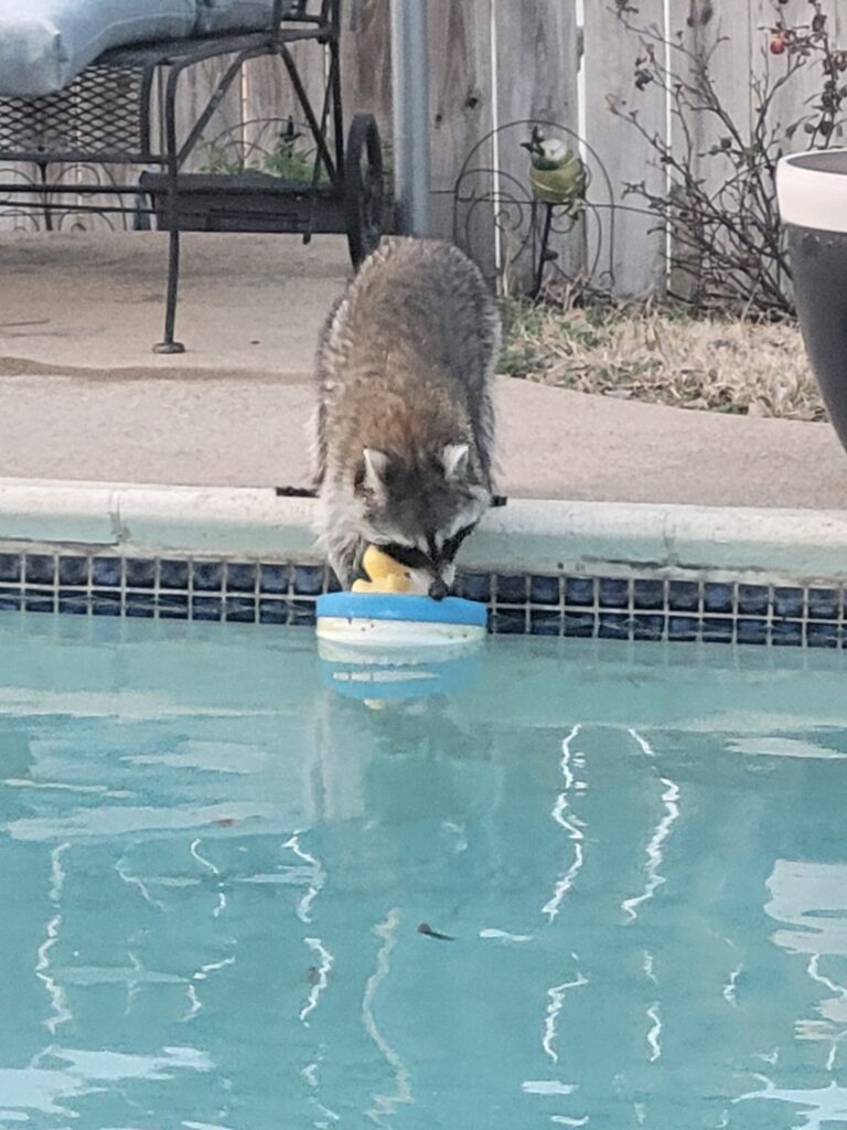 raccoon getting into swimming pool