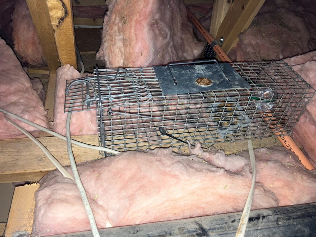 raccoon trap in attic