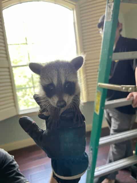 Baby raccoon being held in gloved hand