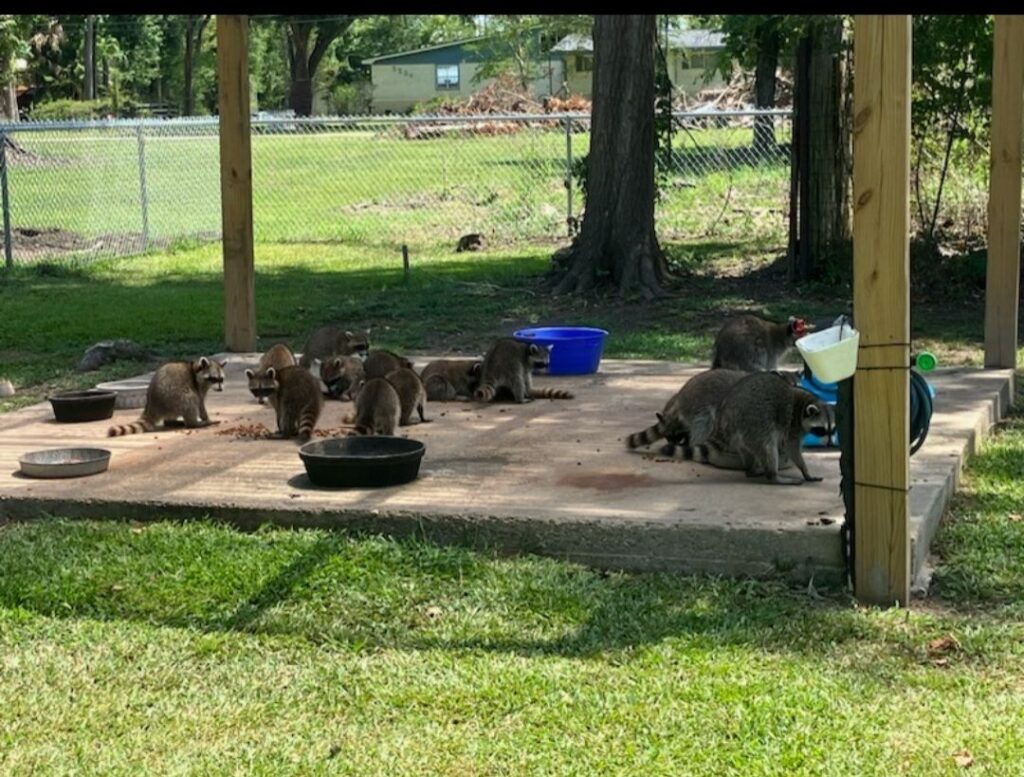 raccoons in backyard