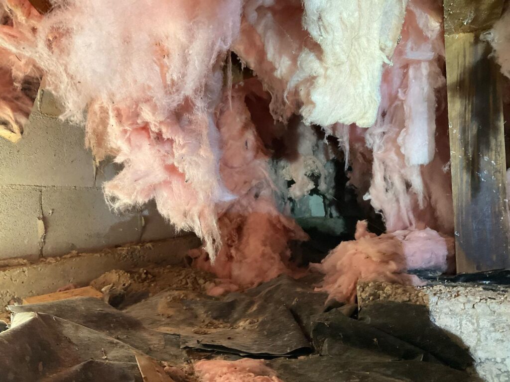 rat damage crawlspace