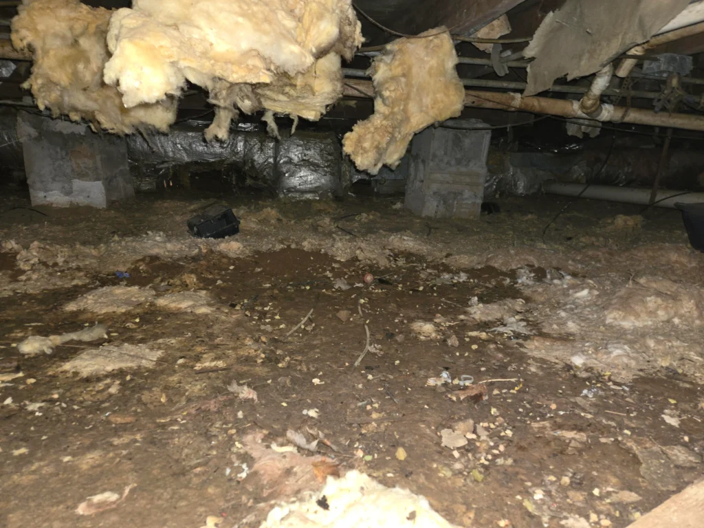 rat damage crawlspace insulation