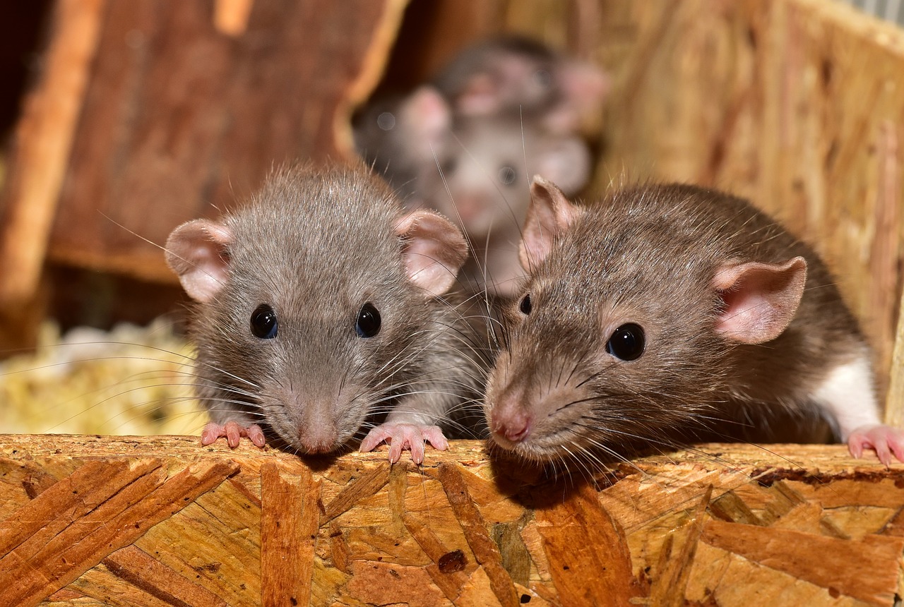 rats-in-attic