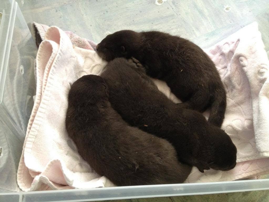 River Otter Removal