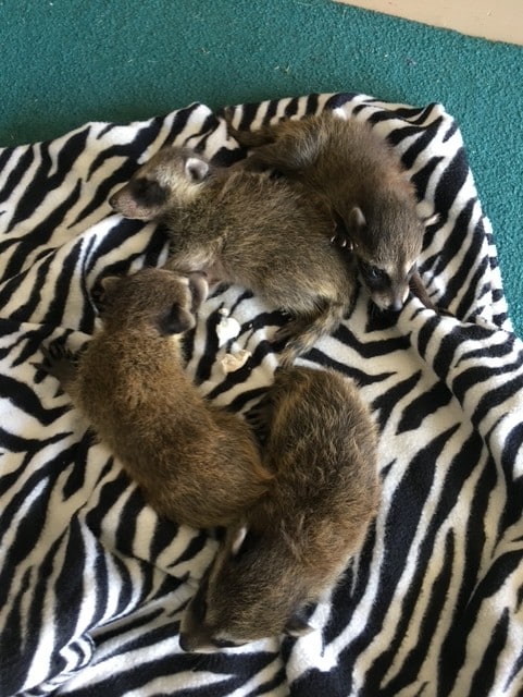 Raccoon Removal