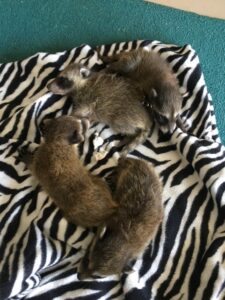 rescued raccoon babies