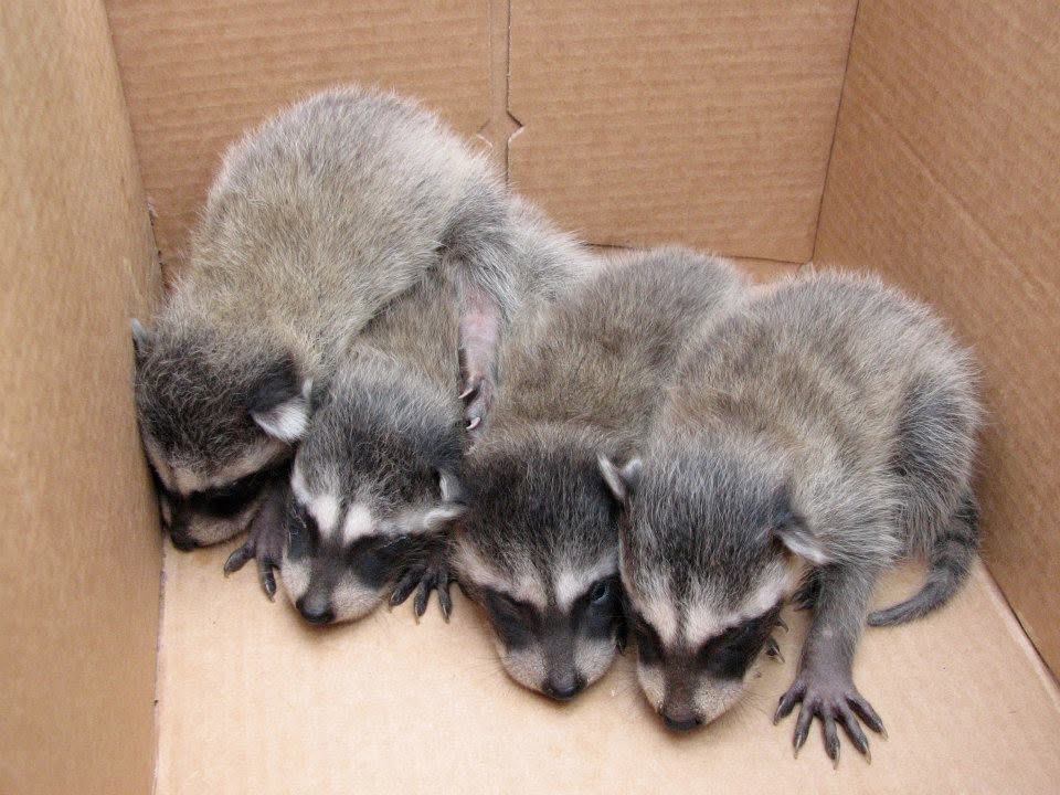 raccoon babies from attic to wildlife rehab