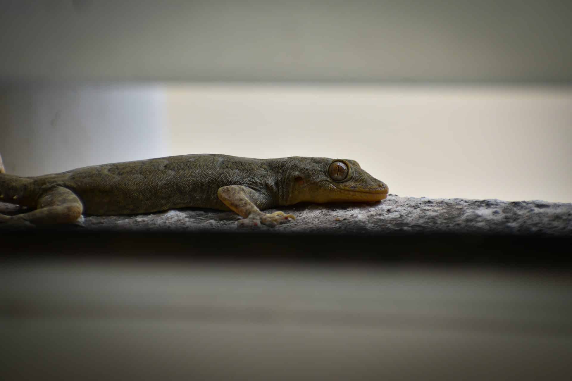 rishu-bhosale-vwk8Ffb-8N8-unsplash
