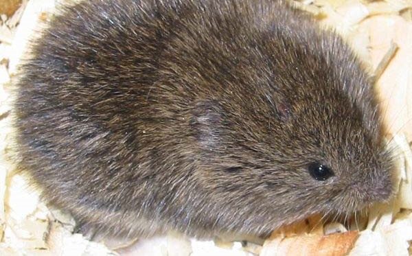 round-vole