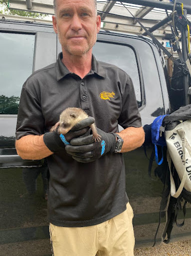 Van Hallen Critter Contorl of San Antonio baby raccoon rescue