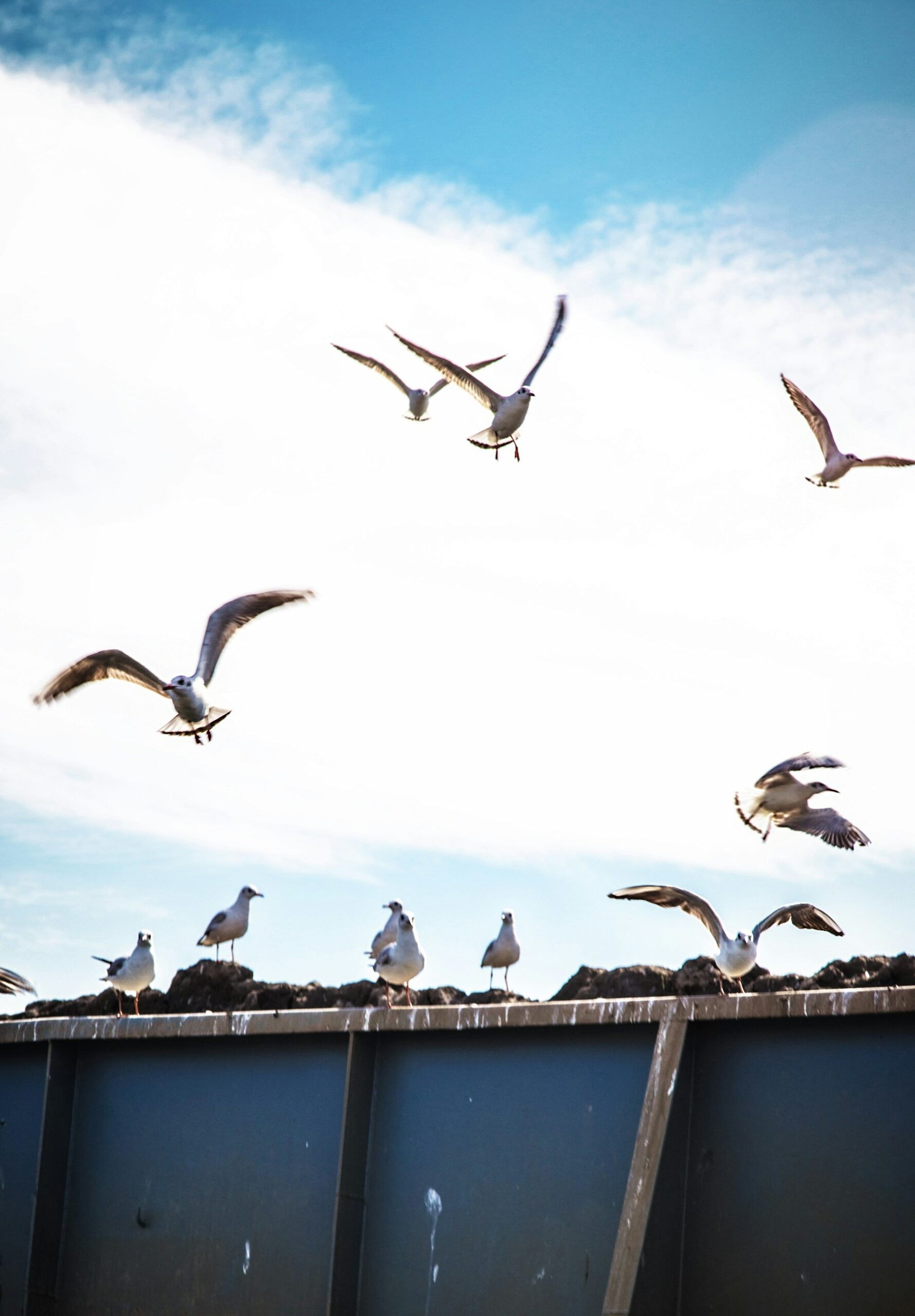 seagulls poop