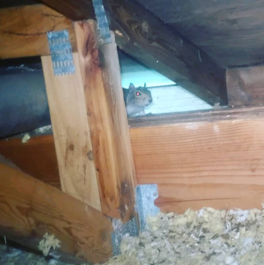 squirrel in attic hiding