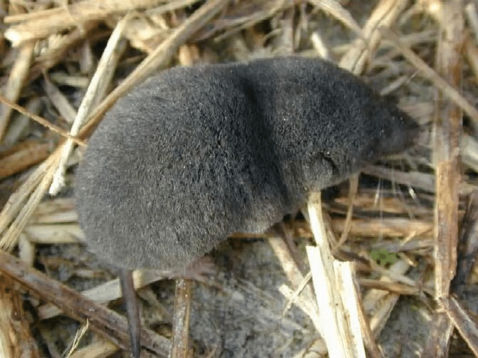 short tail shrew