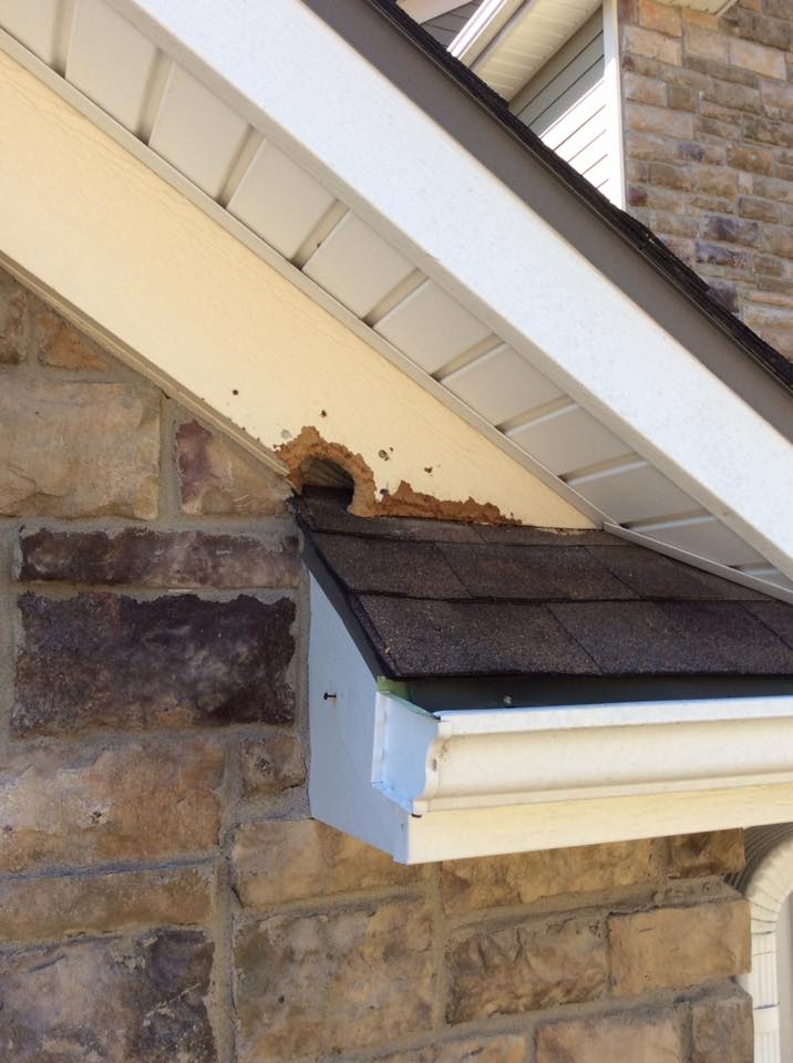squirrel damage to roof