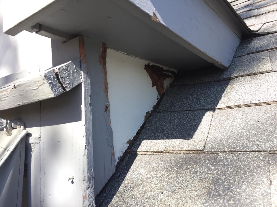 squirrel damage on roof