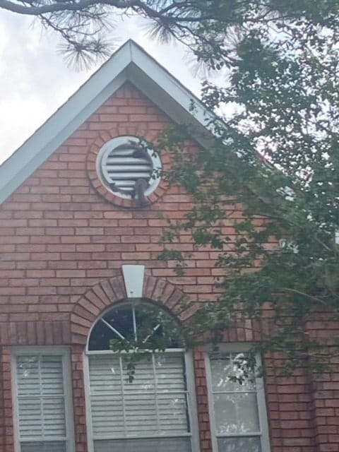 squirrel entering gable vent-min