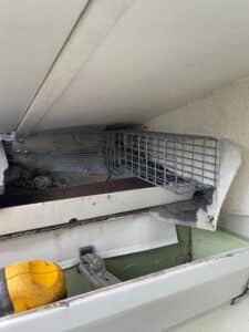 squirrel excluder sarasota