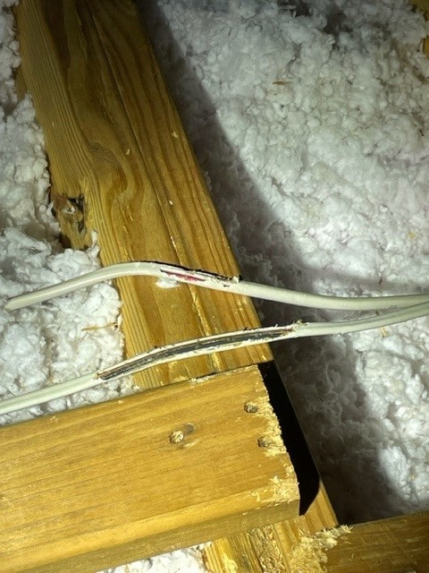 squirrel damage gnaw marks on wood frayed wire