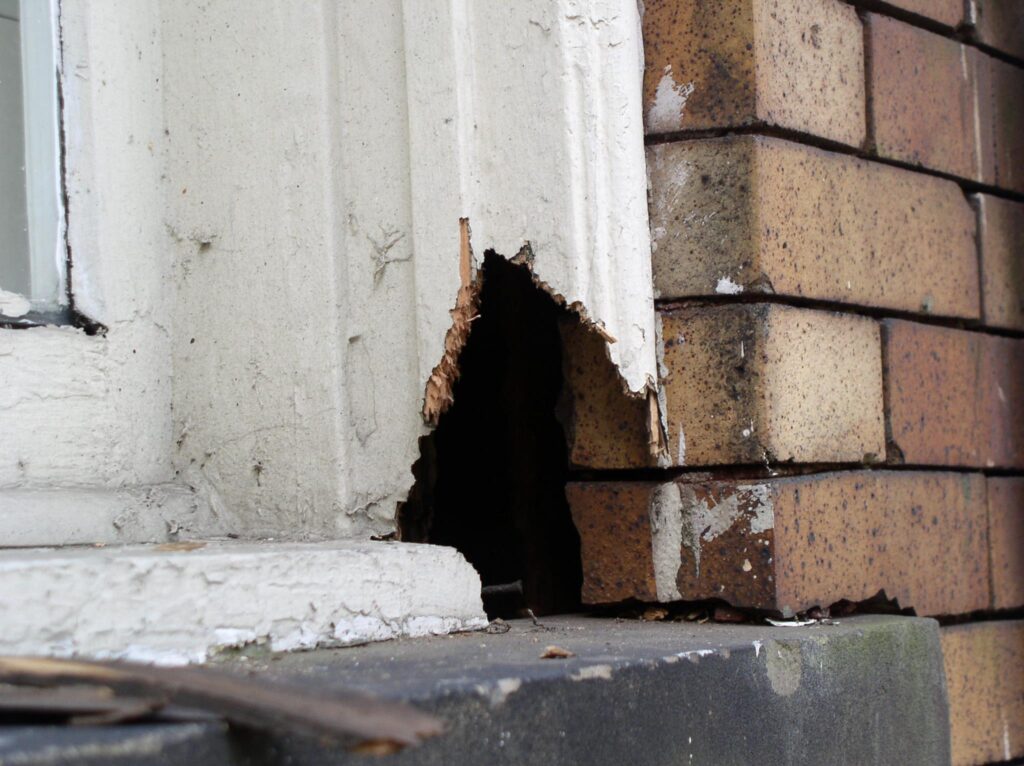 squirrel hole damage in pittsburgh