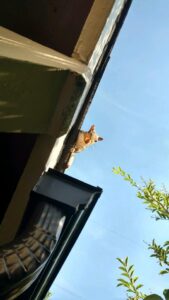 squirrel over roof