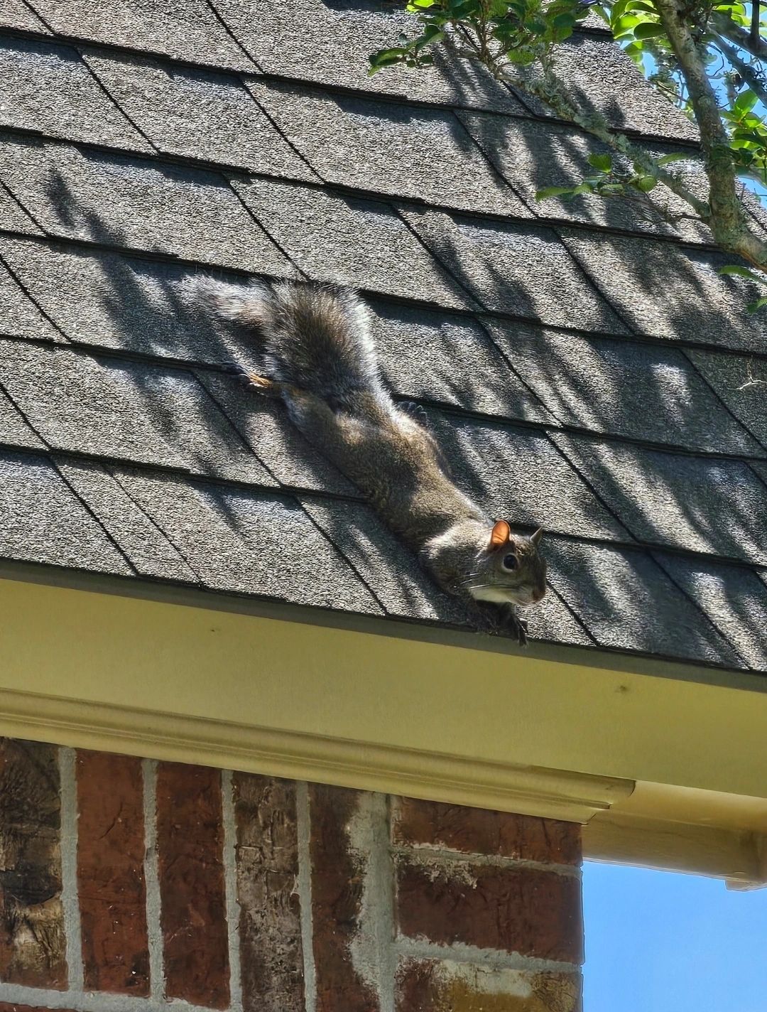 squirrel on roof