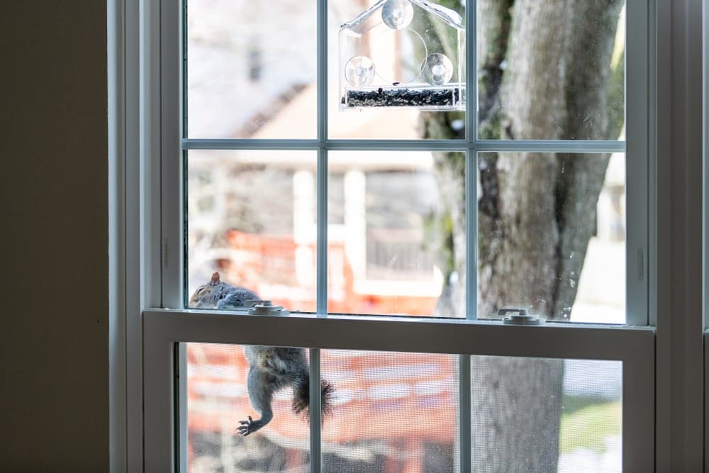 squirrel climbing outside of window in Arlington
