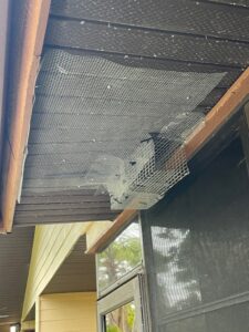 squirrel trap ceiling saraosta