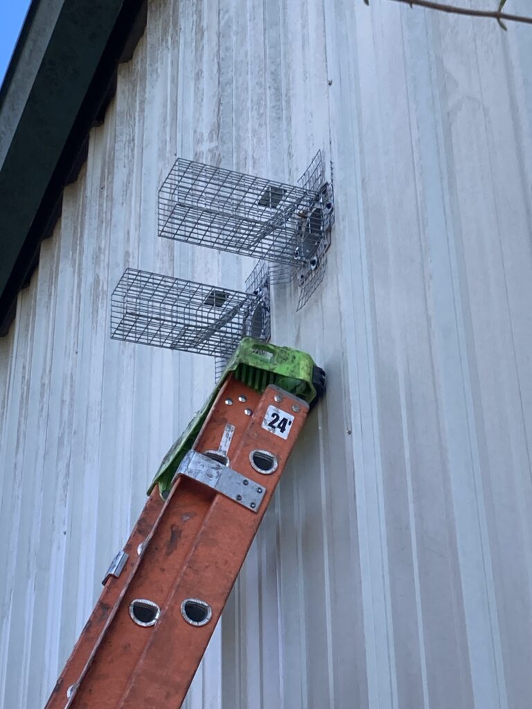 squirrel trapping and removal from attic in Columbia, MO
