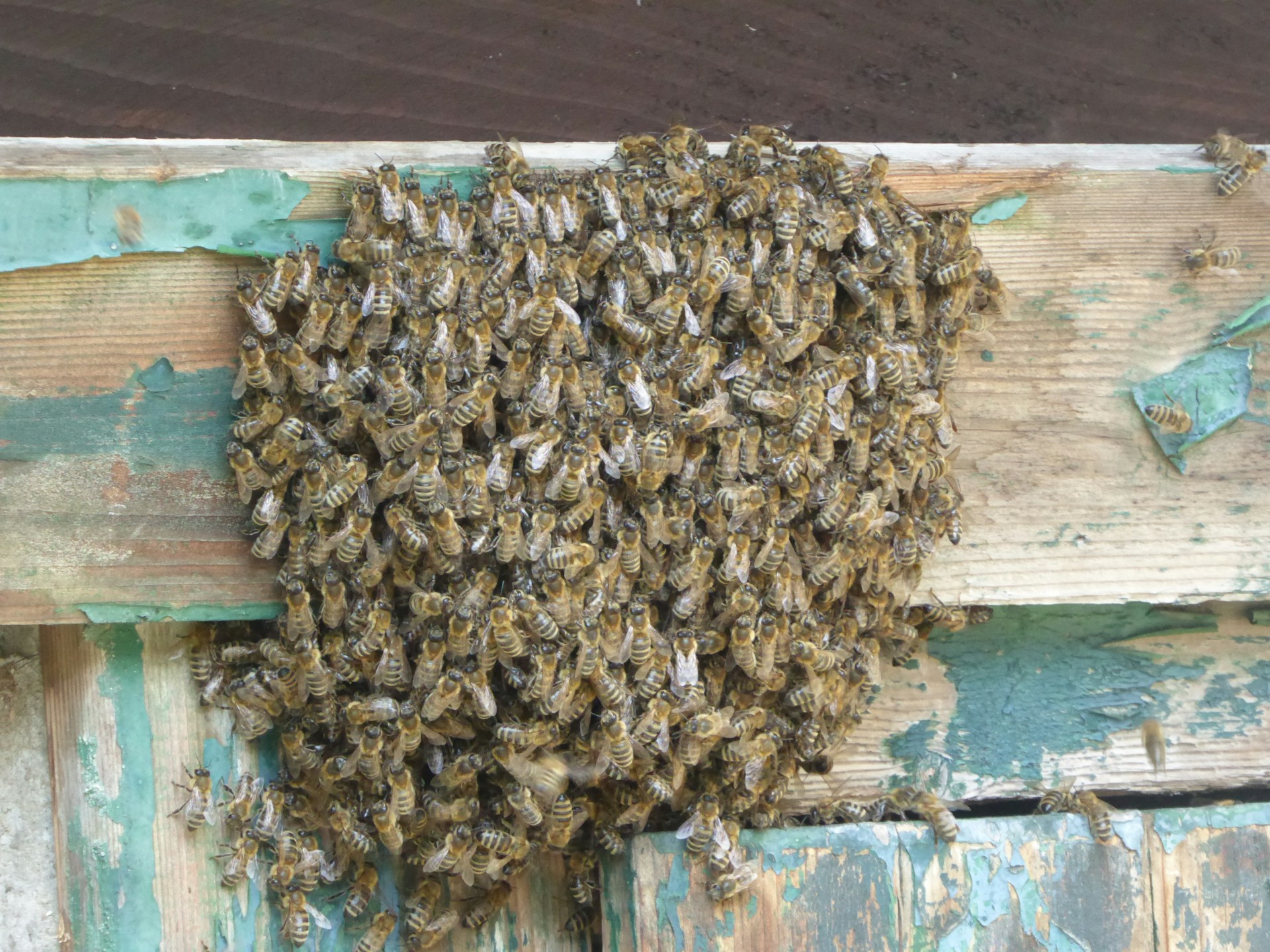 bee swarm on wall