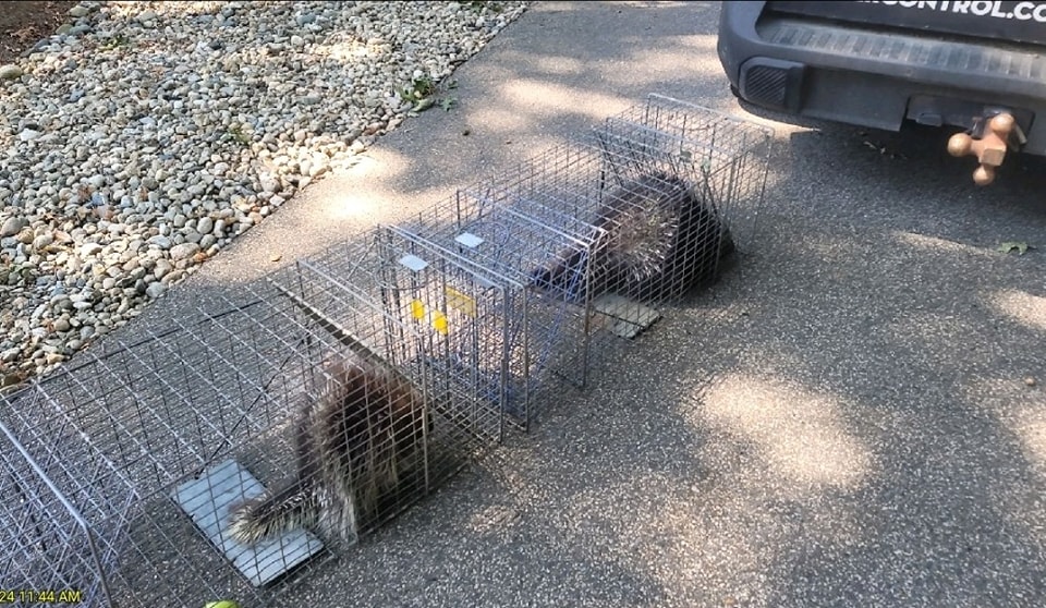 trapped porcupines. Manchester NH