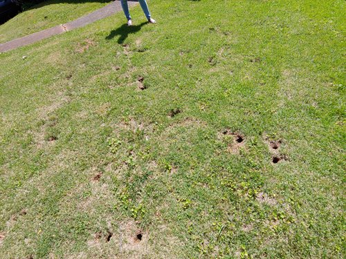 image of Chipmunk Holes in Yard