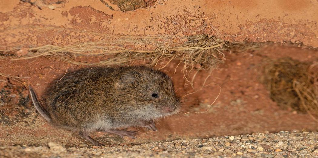A vole underground