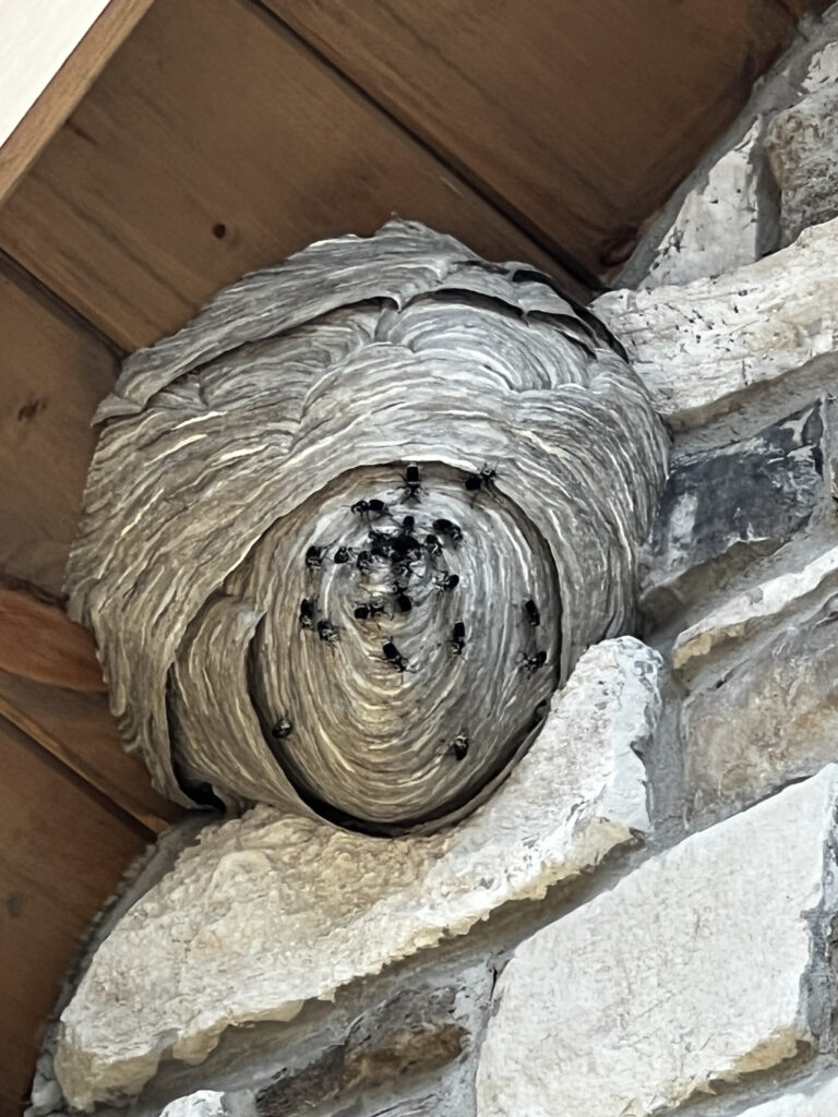 Wasp nest under porch close up