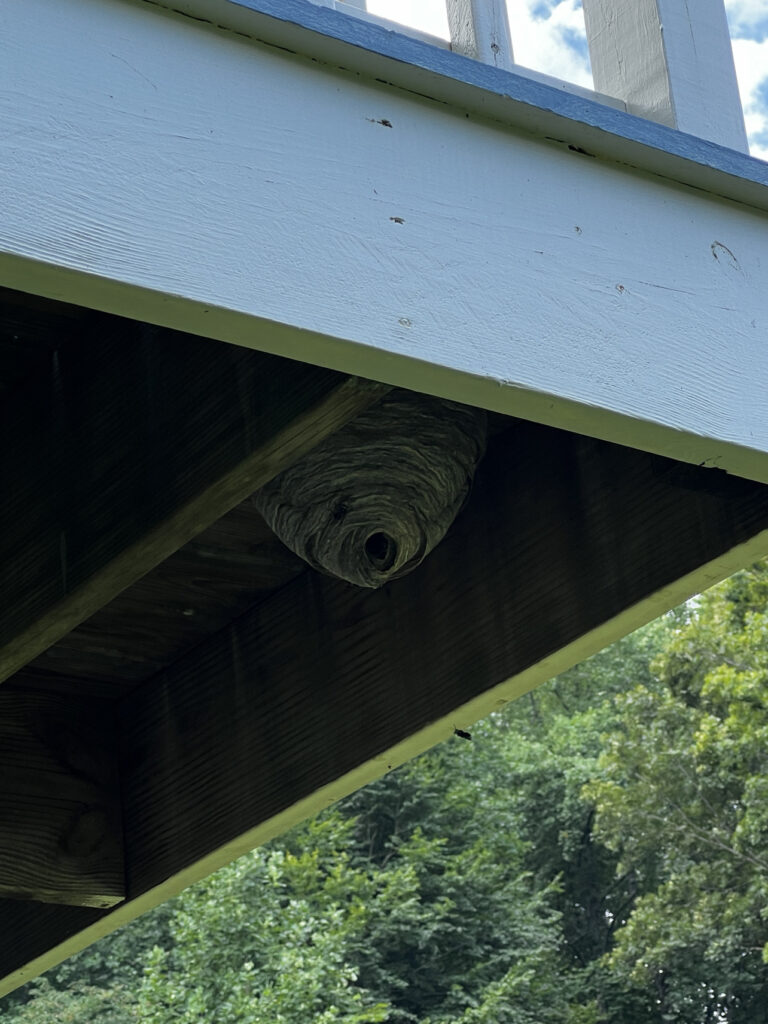 dangerous wasp nest under deck