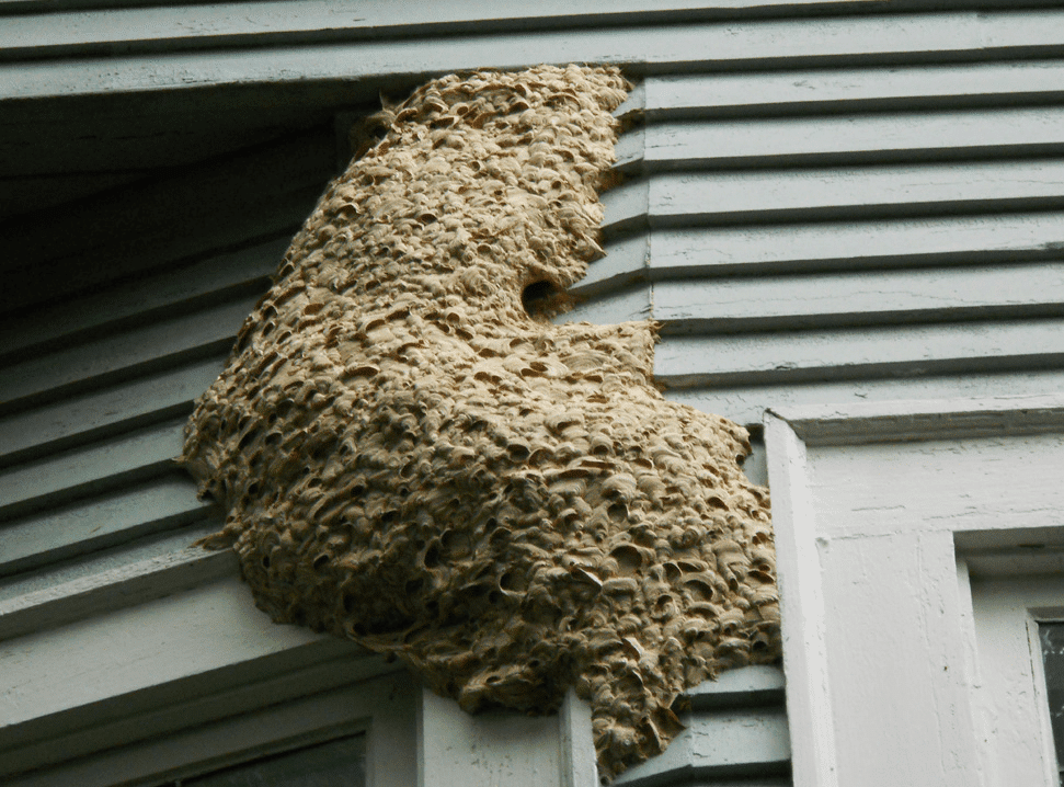 wasp nest