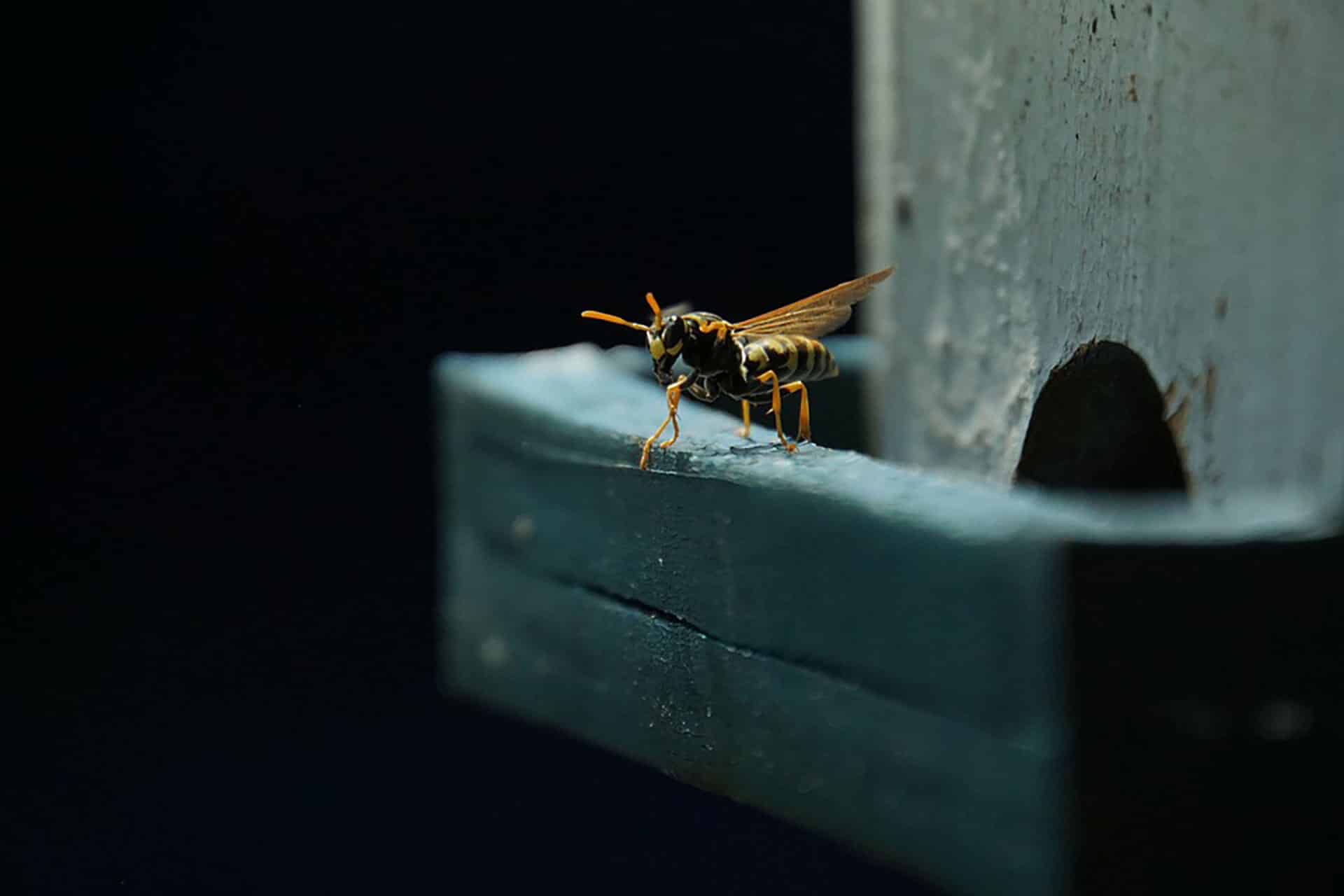 wasp_1_1920px