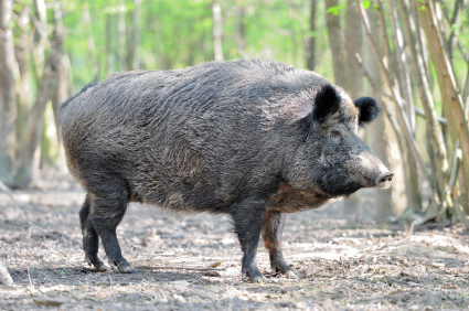 image of Wild Hog in Woods